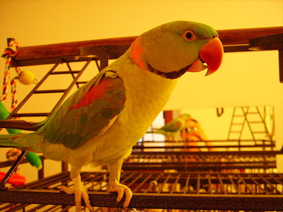 Image Image